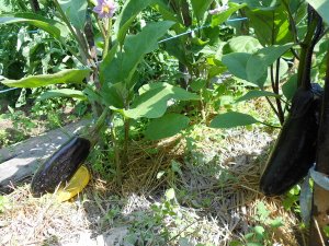 Как выращивать баклажаны в открытом грунте в сибири советы?