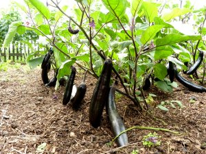 Как выращивать баклажаны в открытом грунте в сибири советы?