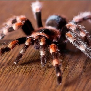 Тарантулы и пауки – к чему снятся и о чем предупреждают, описывает сонник.