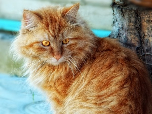К чему снится рыжая кошка: толкование по соннику