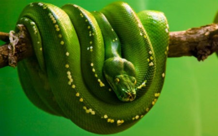 К чему снится зеленая змея