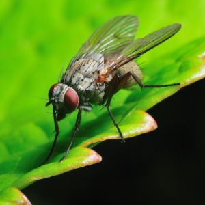 Сонник – к чему снится маленькое насекомое и чего стоит опасаться сновидцу в недалеком будущем?