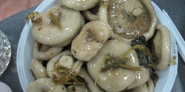 Соление грибов: домашние рецепты