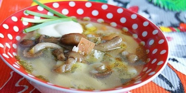 Суп грибной из свежих грибов: рецепты