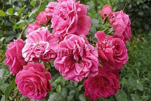 Сорта плетистых роз