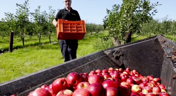 Как правильно хранить яблоки? Простой метод