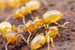 Как избавиться от муравьев в квартире быстро, просто и навсегда