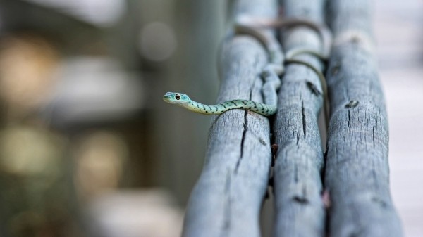 К чему снится маленькая змея: толкование по соннику