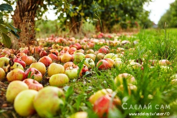 Как правильно хранить яблоки? Простой метод