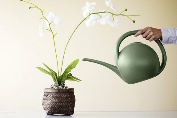 Как пересадить орхидею в домашних условиях – пошаговая инструкция