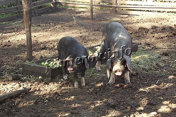 Свиньи породы Мейшан
