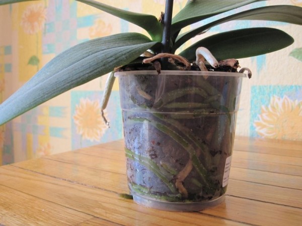 Как пересадить орхидею в домашних условиях – пошаговая инструкция