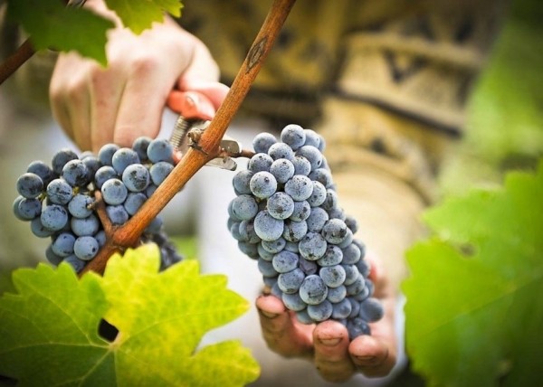 Вино из винограда в домашних условиях: 10 простых и проверенных рецептов приготовления