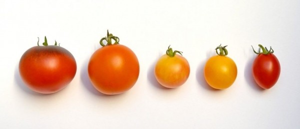 ТОП-23 Рецепта салатов с консервированными помидорами: с тунцом, фасолью, кукурузой и другими компонентами. Советы по приготовлению (Фото & Видео) +Отзывы
