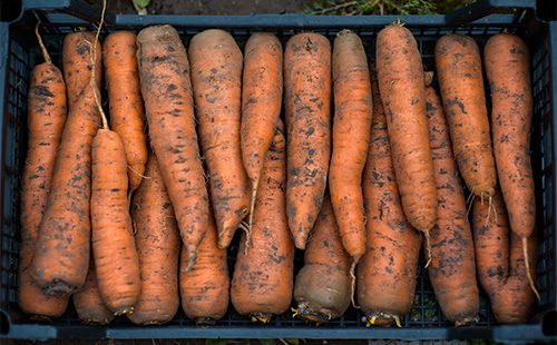 Как правильно хранить морковь, и почему оранжевый корнеплод не стоит держать вместе с яблоками