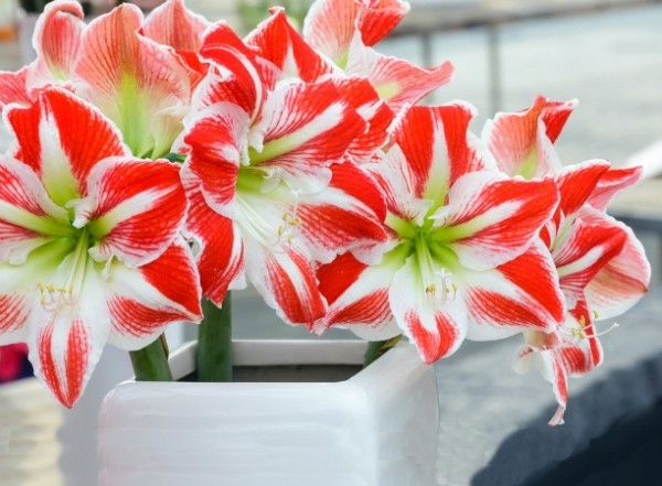 Ядовитые комнатные растения: 9 цветов, которые могут нанести вам вред