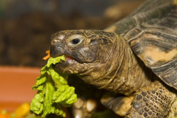 Что ест черепаха в домашних условиях. Чем кормить черепаху?