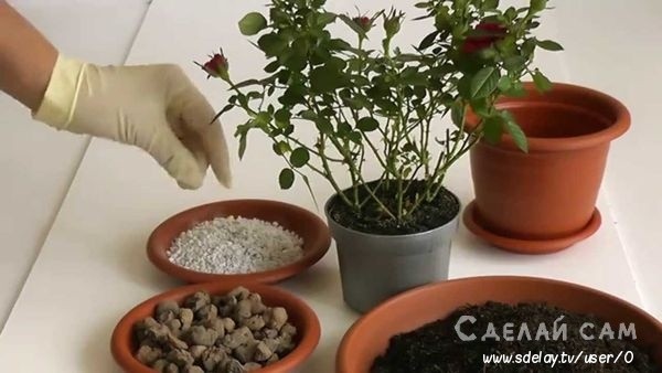 Как правильно пересадить растение в горшок после покупки?