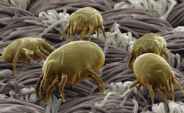 10 предметов, бактерий на которых гораздо больше, чем под ободком унитаза