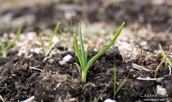 Выращивание чеснока. Агротехника ярового и озимого чеснока