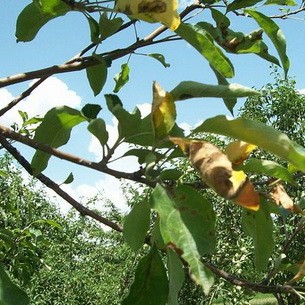 Болезни яблонь и груш: фото, описание и лечение