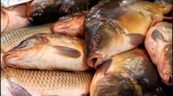 Какую рыбу не приобретет в магазине настоящий повар: основные признаки