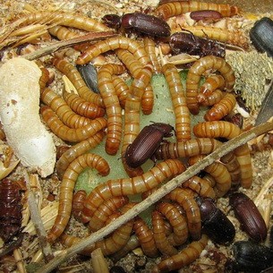 Размножение и развитие насекомых: основные типы и стадии