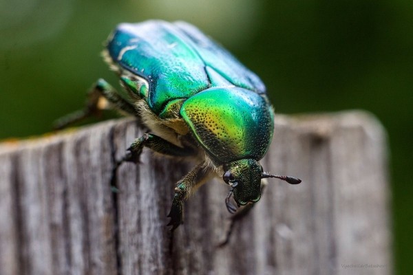 Как бороться с жуком оленкой и бронзовкой