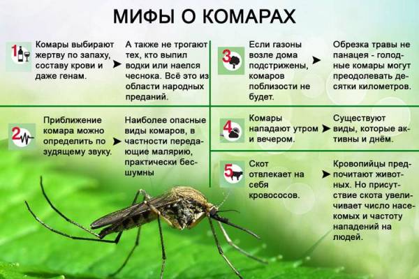 Эффективные методы уничтожения комаров на дачном участке