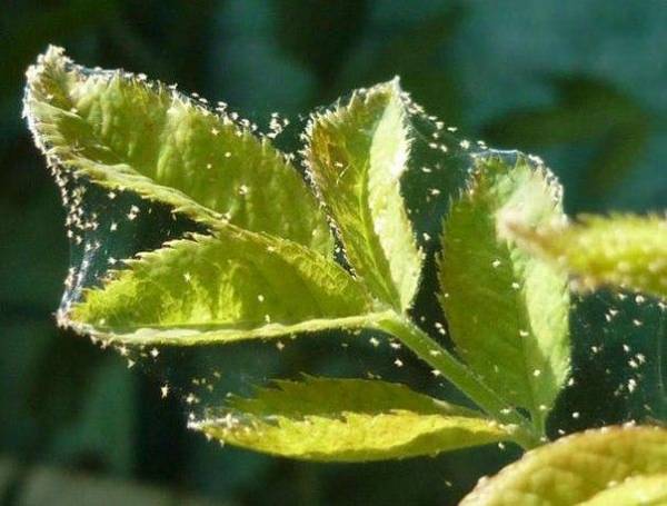 Как бороться с паутинным клещом на комнатных растениях?