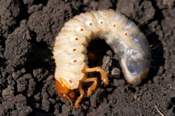 Как избавиться от хрущей и личинок майского жука?