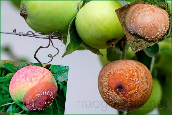 Причины загнивания плодов яблони и варианты лечения