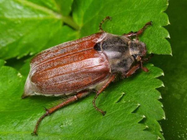 Как избавиться от хрущей и личинок майского жука?
