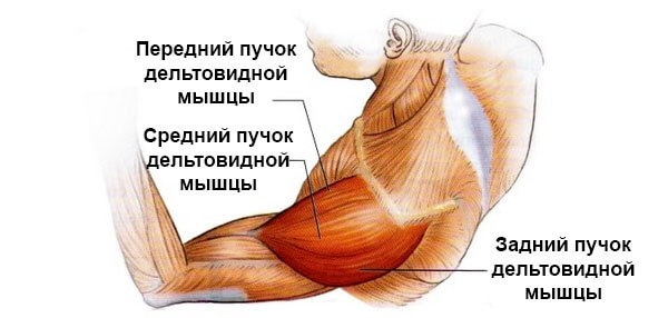 Дельтовидные мышцы