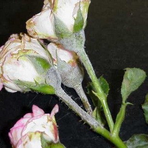 Болезни и вредители роз: фото, описание и лечение