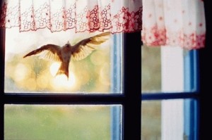 К чему птица ударилась в окно и улетела? Толкование приметы и способы избежать негатив