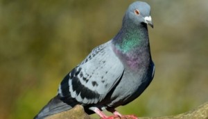 Суеверия и приметы: что значит, если голубь сел на голову?