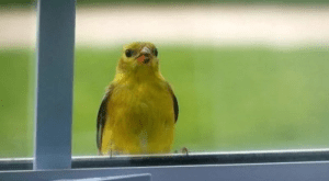 К чему птица ударилась в окно и улетела? Толкование приметы и способы избежать негатив