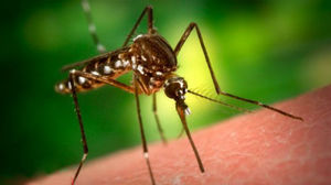 К чему могут сниться комары по мнению сонников