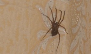Казнить нельзя — помиловать, или Почему запрещено убивать пауков в доме?