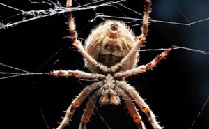 К чему снятся пауки и паутина: толкование сонника