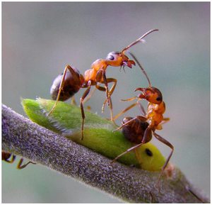 Толкование сна "К чему снятся муравьи?"