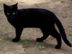 Нечисть или милое создание — черная кошка: к чему, если перешла дорогу справа налево, наоборот, перед машиной?