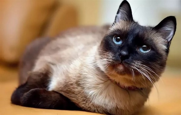Бабушкин сиамский кот храбро вступил в бой с вором-домушником