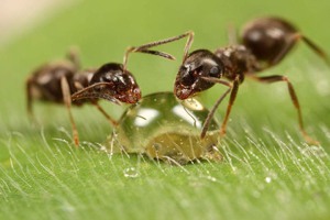 Толкование сна "К чему снятся муравьи?"