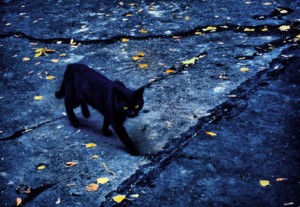 Нечисть или милое создание — черная кошка: к чему, если перешла дорогу справа налево, наоборот, перед машиной?