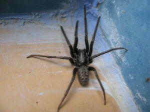 Казнить нельзя — помиловать, или Почему запрещено убивать пауков в доме?