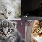 404facd54e15dfa97e828dd47a497c72