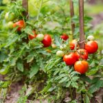 6677b0d446ca226aa196033d2ac70259