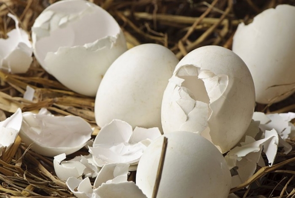 Почему выливать воду, в которой варились яйца - большая ошибка: способы применения